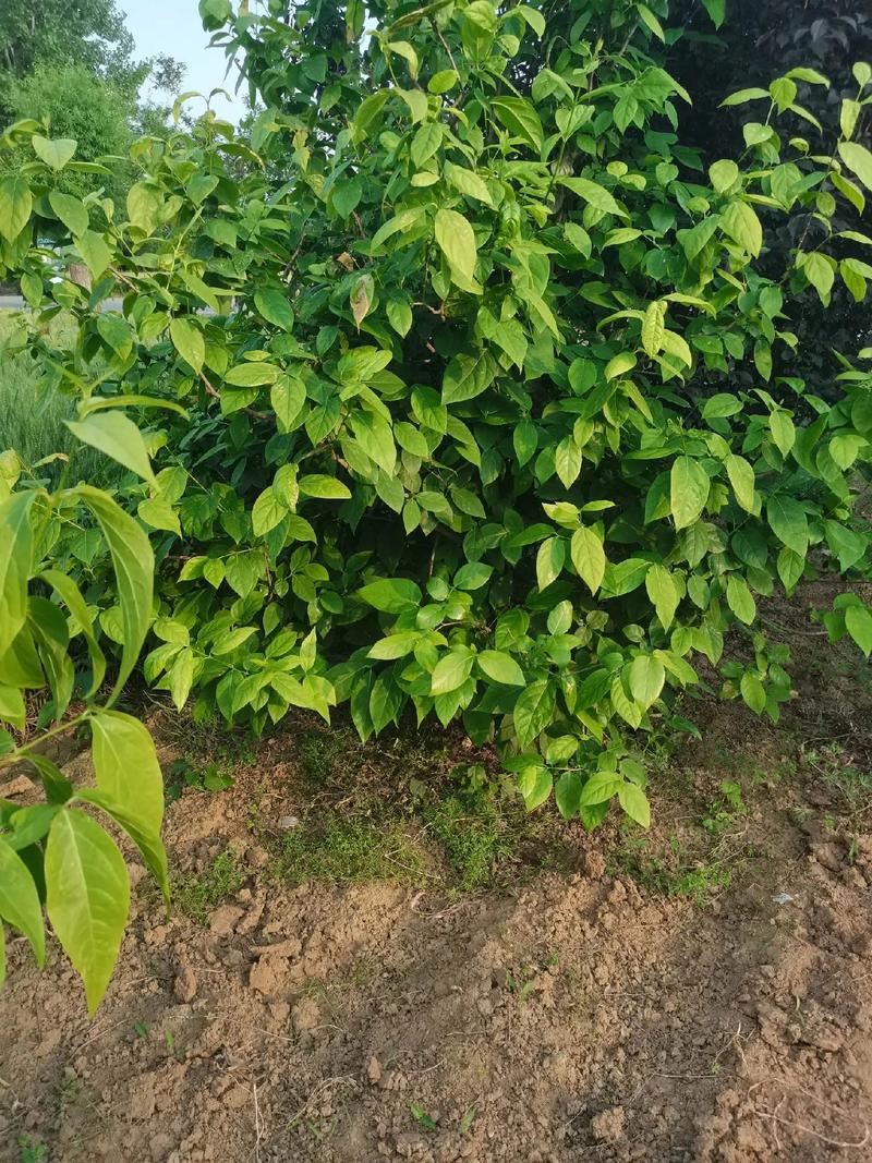 从一年级到毕业 苗木人的进阶之路