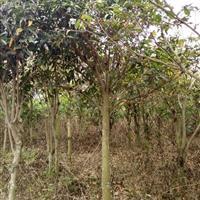 绿意盎然 探访广东湛江福民苗木种植基地