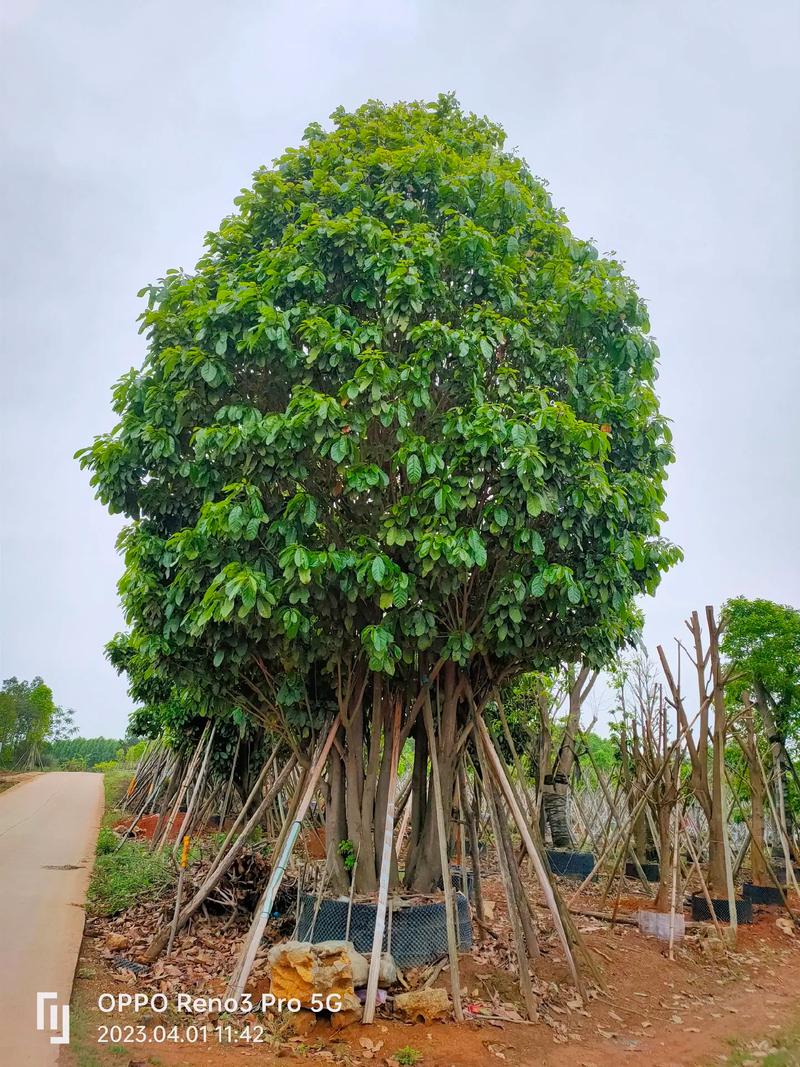 各种规格的白兰萍婆#欢迎新老客户的光临 #苗木种植基地