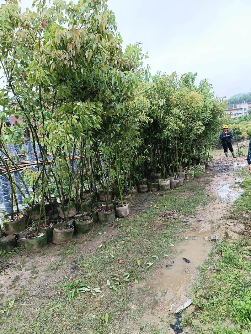 苗木种植基地 下雨天你要遵守承诺