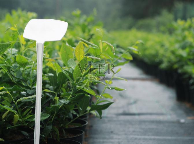 蓝莓植物苗木种植照片摄影图片