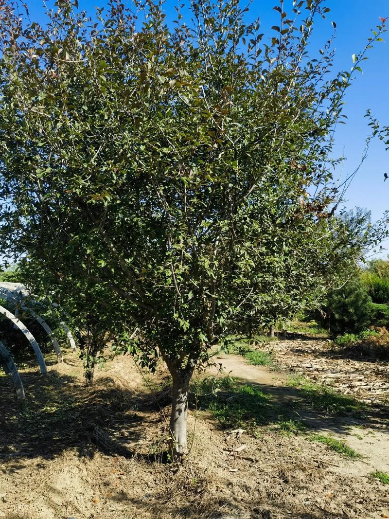 苗木种植基地 #现场实拍 ,15一30樱花,紫叶李15,宝 - 抖音
