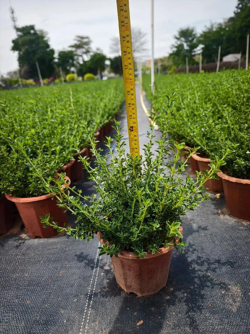 苗木种植基地 #金边六月雪 #抖音助农 230红盆金边六